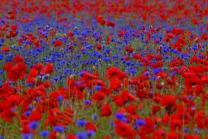 poppies-cornflowers-field-blue-red-meadow