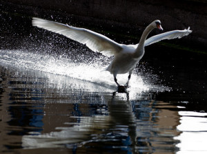 800px-Cygnus_olor_-Grand_Canal,_Dublin,_Ireland_-landing-8_(3)